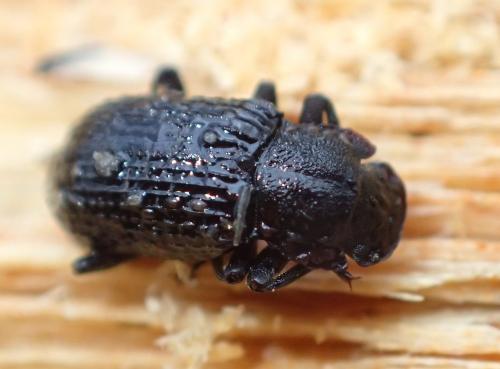 Réf. 276 888 : Bolitophagus reticulatus